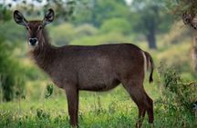 3-Day Private Family Safari Experience with Comfort for Children