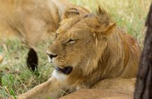 3-Day Private Family Safari Experience with Comfort for Children