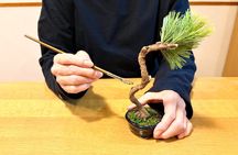 Asakusa Art of Zero Care Bonsai Authentic Crafting