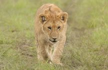 Nairobi National Park Tour