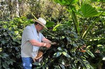 Coffee Farm Experience Day Tour