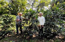 Coffee Farm Experience Day Tour