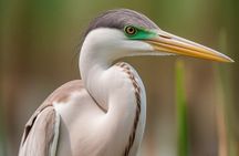 New Orleans Nature and Wildlife Boat Tour