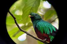 Monteverde Wildlife Discovery with Local Naturalist Guide