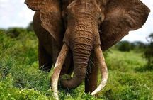 3 Days Elephant Focused Game Drive in Amboseli National Park