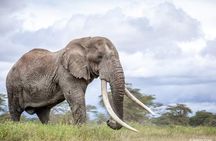 3 Days Elephant Focused Game Drive in Amboseli National Park