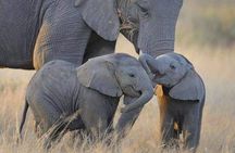 3 Days Elephant Focused Game Drive in Amboseli National Park