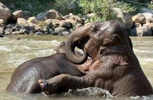 Smile Elephant Chiangmai (Half day Visit)