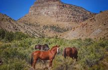 Wild Horseback Excursion in Little Bookcliff