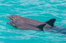 Key West Culinary and Catamaran Reef Tour Experience