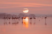 Progreso Beach and Isla Columpios Tour