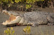 Tamarind Estero Tour Boat and/or Kayak Tour