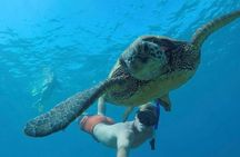 Snorkel with Turtles for Beginners, Free Videos West Palm Beach