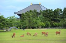 Nara and Uji Private Custom Tour from Kyoto
