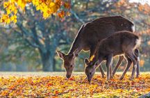 Nara and Uji Private Custom Tour from Kyoto
