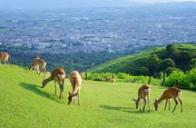 Nara and Uji Private Custom Tour from Kyoto
