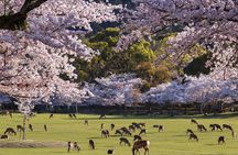 Nara and Uji Private Custom Tour from Kyoto