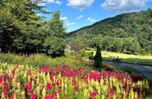 Day Trip to Nami Island with Rail bike and The Garden of Morning Calm