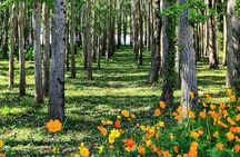 Nami Island and Petite France & Italian Village Day Trip from Seoul