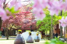 Nami Island One Day Trip with Gangchon Rail Bike from Seoul