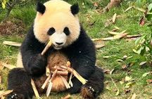 Chengdu Panda Base Half-Day Private Tour