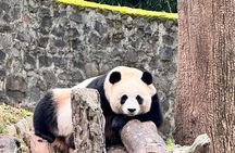 Chengdu Panda Base Half-Day Private Tour