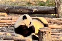 Chengdu Panda Base Half-Day Private Tour