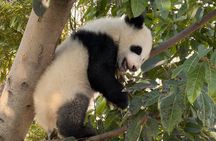 Chengdu Panda Base Half-Day Private Tour