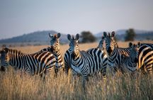 4 Day Tanzania Safari Tarangire Ngorongoro and Lake Manyara
