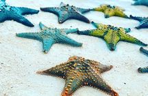 Starfish Encounter, Blue Lagoon Snorkeling & Tropical Fruit Lunch