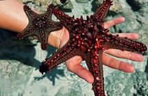 Starfish Encounter, Blue Lagoon Snorkeling & Tropical Fruit Lunch