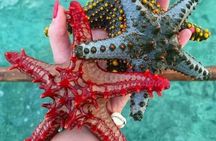 Starfish Encounter, Blue Lagoon Snorkeling & Tropical Fruit Lunch