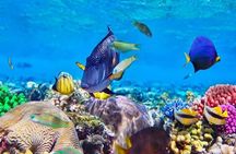 Starfish Encounter, Blue Lagoon Snorkeling & Tropical Fruit Lunch