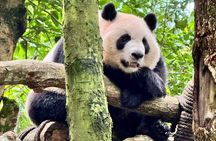 Dujiangyan Pandas and UNESCO Irrigation System Private Experience