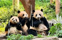 Dujiangyan Pandas and UNESCO Irrigation System Private Experience