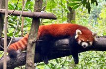Dujiangyan Pandas and UNESCO Irrigation System Private Experience