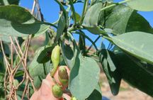 Heart of Crete: Honey farm , Ida Cave, Mount Art, Music & food