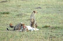 3 Day Maasai Mara Group Safari Big Five Adventure from Nairobi