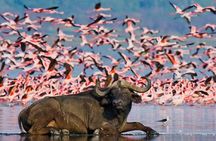 One Day Tour to Lake Nakuru from Nairobi 4WD