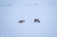 Tromso: Into the Fjord - A Small Group Scenic Day Tour