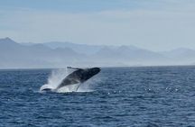 Whale Watching in Morro Bay Humpback and Gray with Sub Sea Tours
