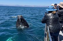 Whale Watching in Morro Bay Humpback and Gray with Sub Sea Tours