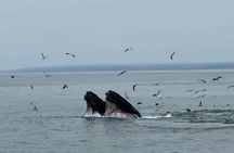 Whale Watching in Morro Bay Humpback and Gray with Sub Sea Tours
