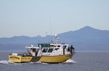 Whale Watching in Morro Bay Humpback and Gray with Sub Sea Tours