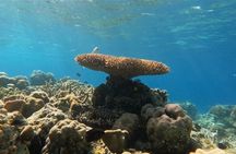 Snorkeling Shared Tour in Kralendijk