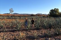 Authentic Mezcal Experience Oaxaca Small Group Local Producers