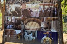 Half Day Tequila Distillery Tour