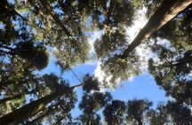 Alishan Join-in Day Tour from Chiayi (Incl. Park Entrance)