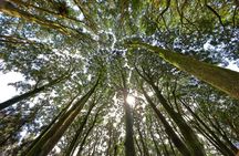 Alishan Private Day Tour from Taichung 