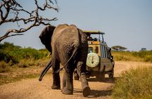 6 Day Private Camping Safari in Tanzania from Kilimanjaro Airport